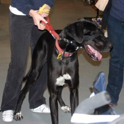 No photo for **On Trial With New Family** Ruby