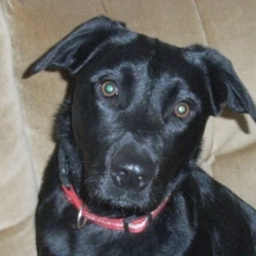 Bailey ... such a Spunky Boy 