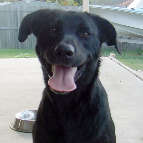 No photo for Izzie   Aussie Day Adoption Drive