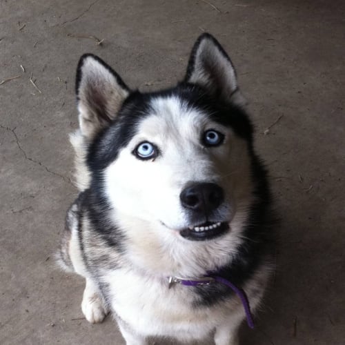 No photo for Nanook