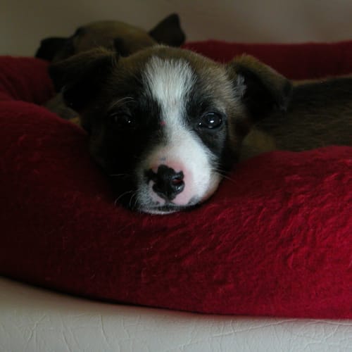 No photo for Princess *Adopted!!*