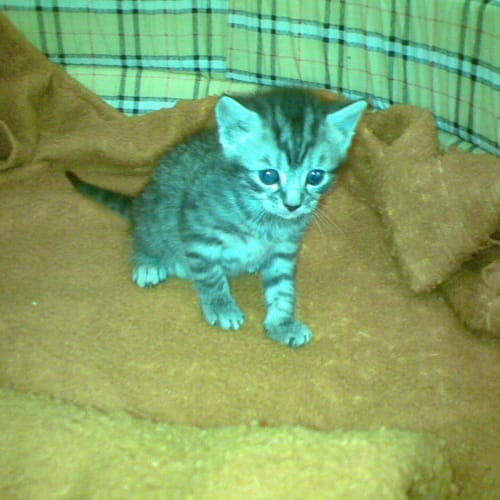 No photo for Silver   Black Tabby