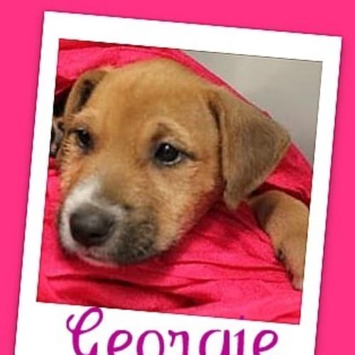 No photo for Georgie