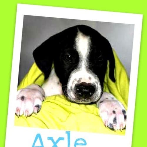 No photo for Axle