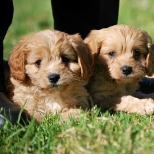 Cavoodle Pup