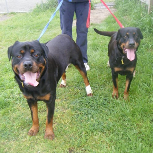 No photo for Tj & Tia (To Be Rehomed Together)
