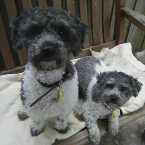 No photo for Jasper & Bella (To Be Rehomed Together)