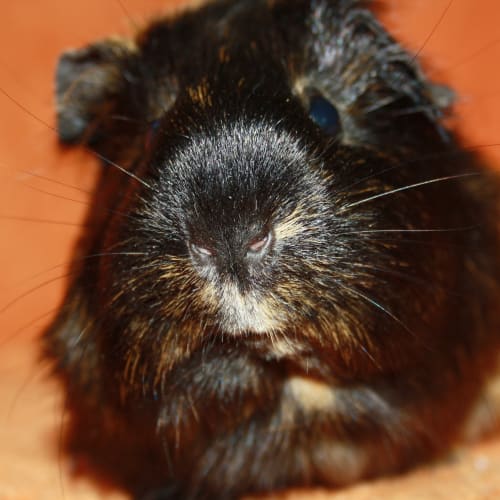 Jessica (Red Flag and golden oldie)