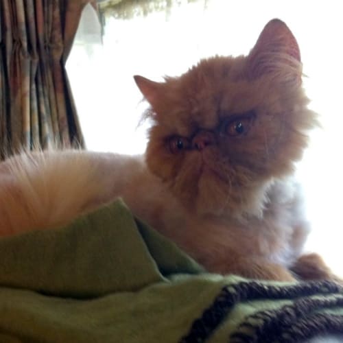 Persia - On Trial in Her New Home!