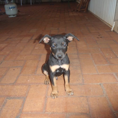 No photo for Pancho