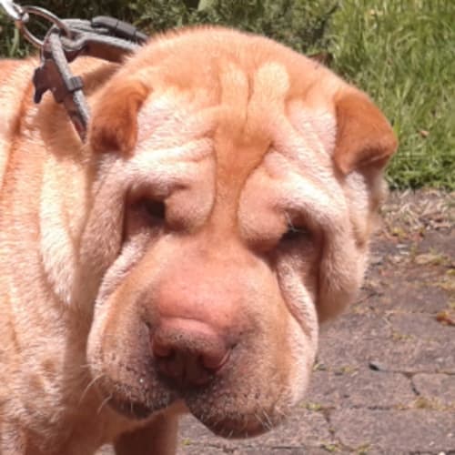 No photo for Gary   On Trial