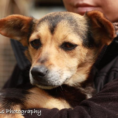 No photo for Pockets