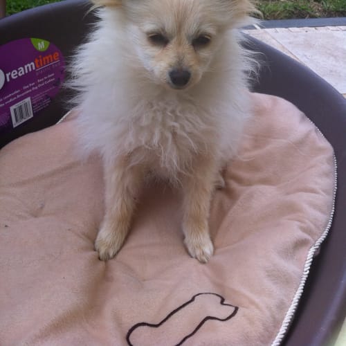 No photo for Tara **Deposit Taken**