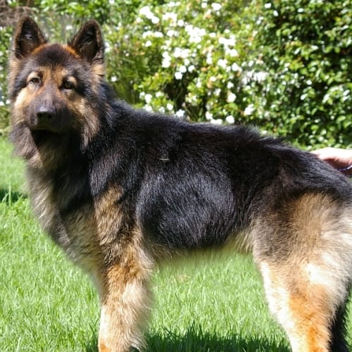 No photo for Jet On  Hold Pending Adoption