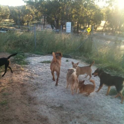 No photo for In The Kennels