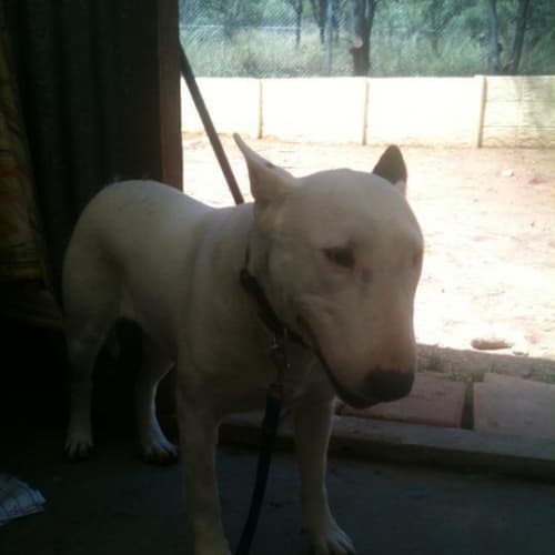 Bev *Adoption Pending*