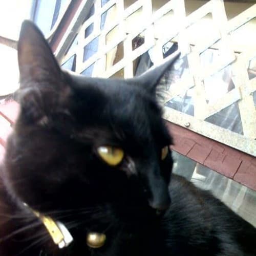 No photo for Princess Suki   Rehomed 20/1
