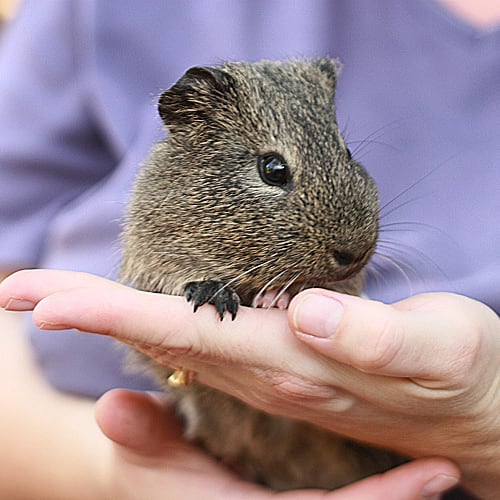 No photo for Bunyip (Must Be Adopted With Benny)