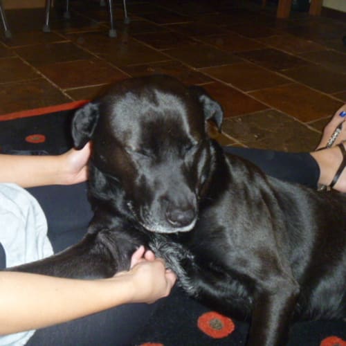 No photo for Dexter