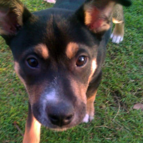 No photo for Tobie