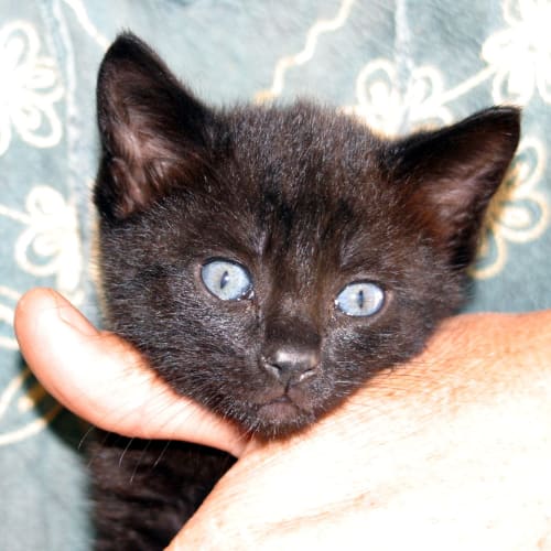 No photo for Humbug/Adopted