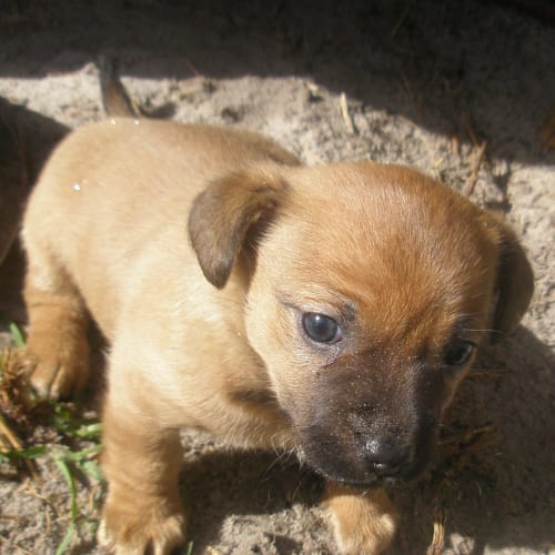 No photo for Poes Pup2 *Adoption Pending*