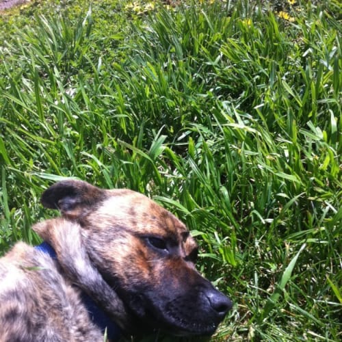 No photo for Buster
