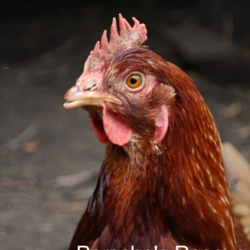 Chook 3 -Vaccinated