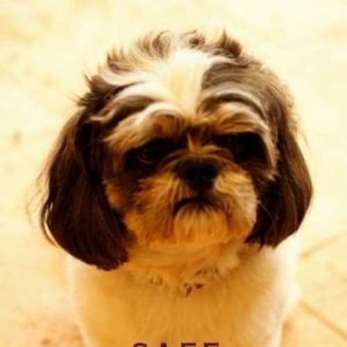 No photo for Sarge(d1976)*Adopted*