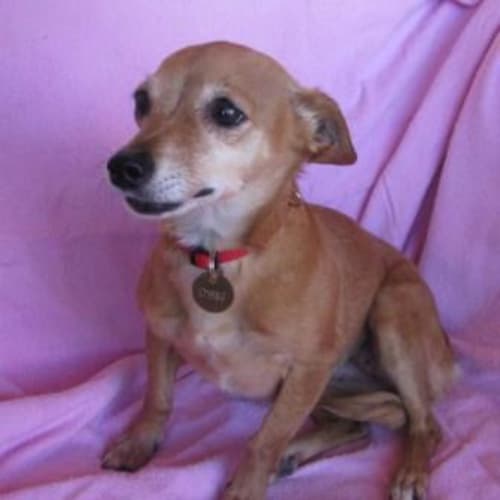 No photo for Cheena(d1981)*Adopted*