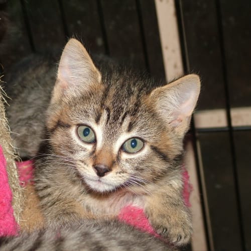 No photo for Tabby Male (Currently On Hold Until 21/10/11)
