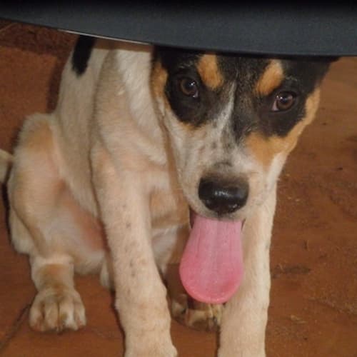 No photo for Darby(d1974)*Adoption Pending*