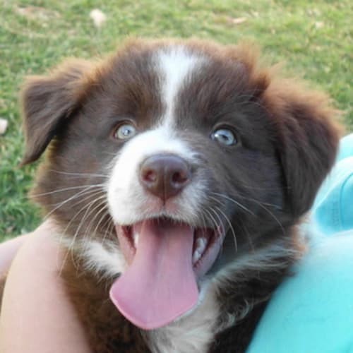No photo for Has Been Rehomed   Ruffles