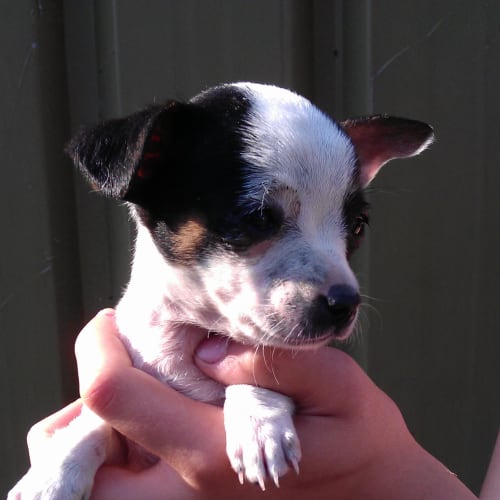 No photo for Raishel Rose ( Deposit Taken!)