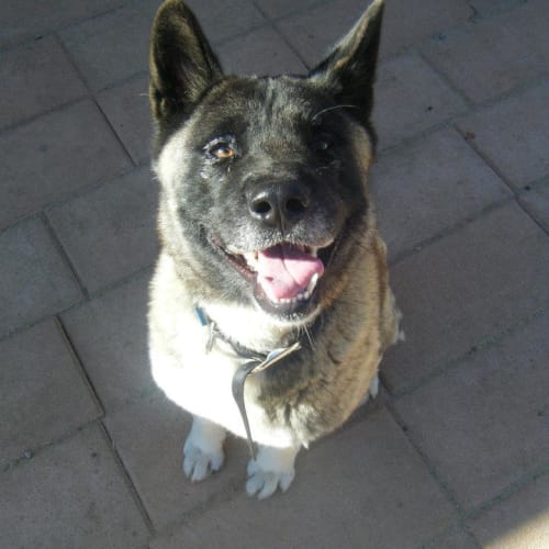 Suri Akita Av329 * On Trial *