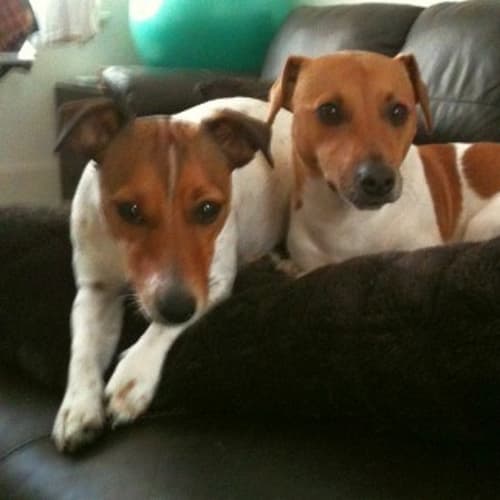 No photo for Apollo & Milo   Deposit Taken