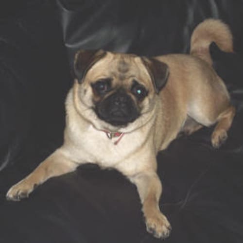 No photo for Star