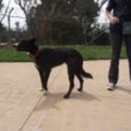 No photo for *Adopted From Pound* Yard 9 Canberra Pound