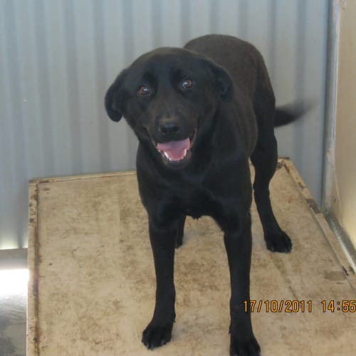 No photo for Yarri   Black Lab X   Rehomed