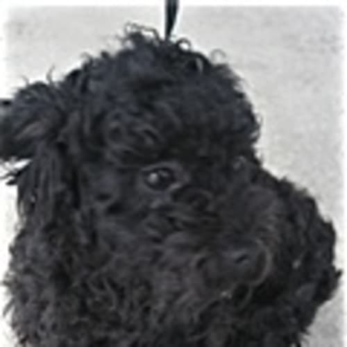 No photo for Urgent Foster Care