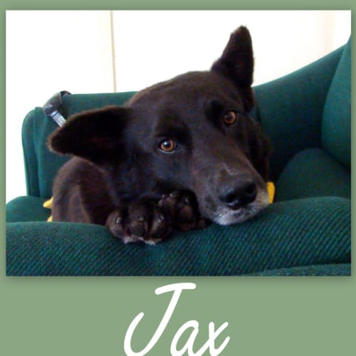 Jax (On Trial)