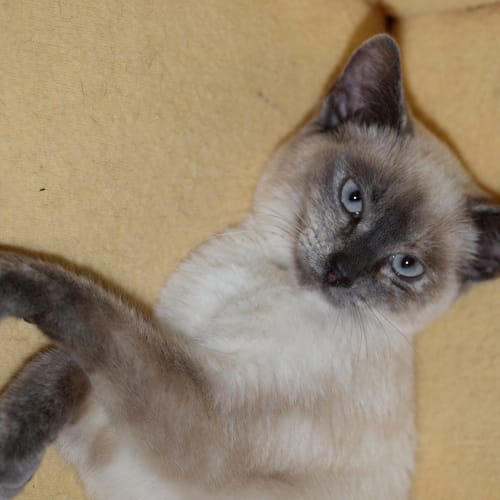 No photo for Angel   On Trial In Her New Home