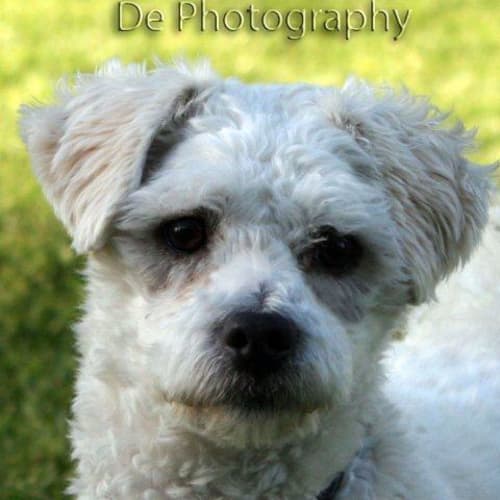 No photo for Toby