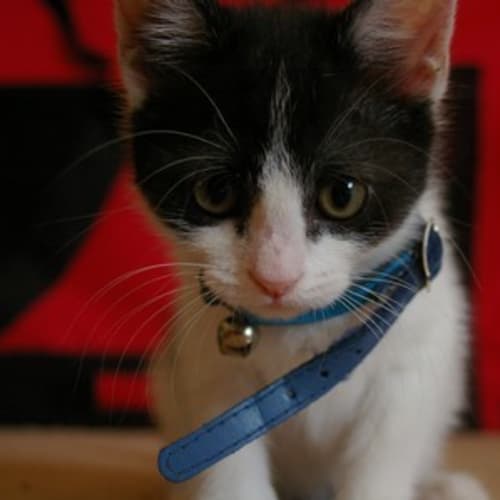 No photo for Tinkerbell