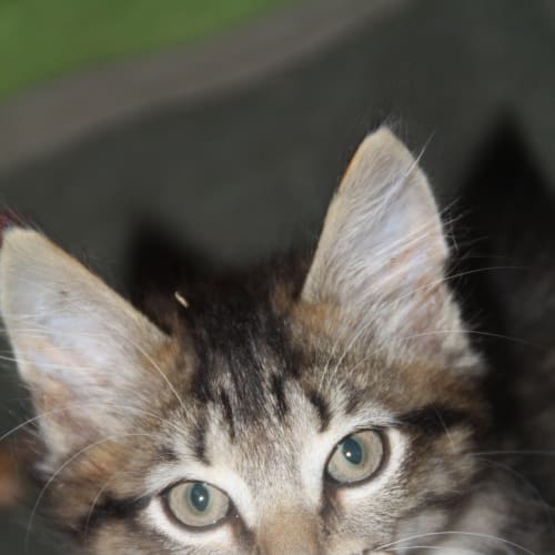 No photo for Toby (February Sale)