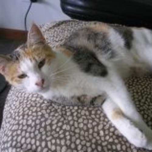 No photo for Calico (Caly)