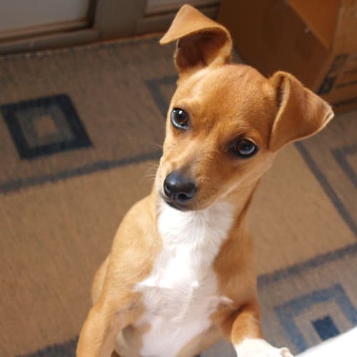 No photo for Douglas