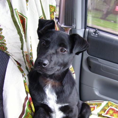 No photo for Maverick   Adopted!!!!