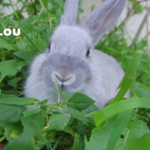 No photo for Hush(female) & Lou(male)