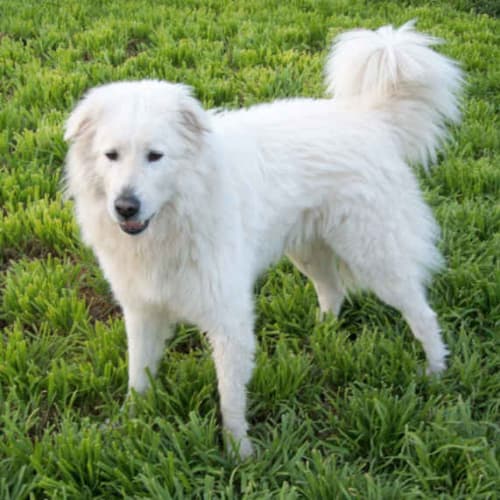 No photo for Bundy (Companion/Family Pet)